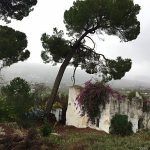 tala pino piñonero