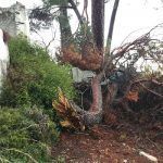 tala y apeo con grúa de 100 toneladas