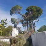 tala y apeo con grúa de 100 toneladas