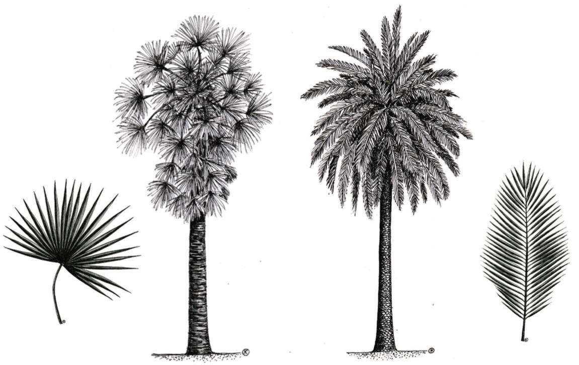 Imagen 20: Variedad de la estructura básica de la hoja en las palmeras.