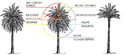 estándar europeo de podas