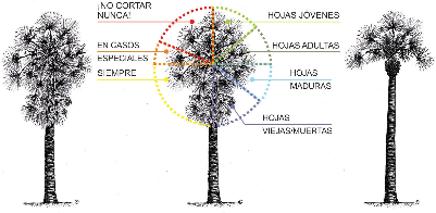IMAGEN 21: Instrucciones generales para la poda de palmeras.