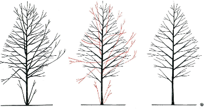 IMAGEN 13: Poda estructural de árboles jóvenes y maduros.