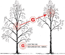 IMAGEN 15: El aumento de la carga mecánica de un árbol debido a la elevación del centro de gravedad puede aumentar el riesgo de fallo del árbol.
