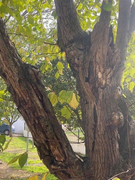Detalle de rotura de ejes maestros en ejemplares arbóreos de Ulmus spp.