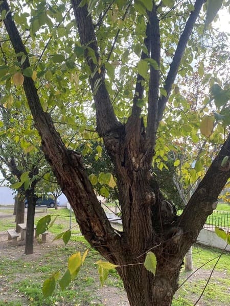 Rotura de ejes maestros en ejemplares arbóreos de Ulmus spp.