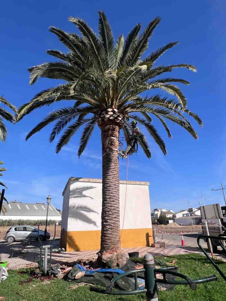 parque ambulatorio poda canaria antonio