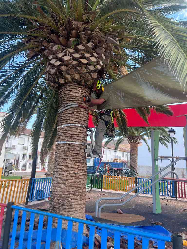 parque ambulatorio poda canaria javier