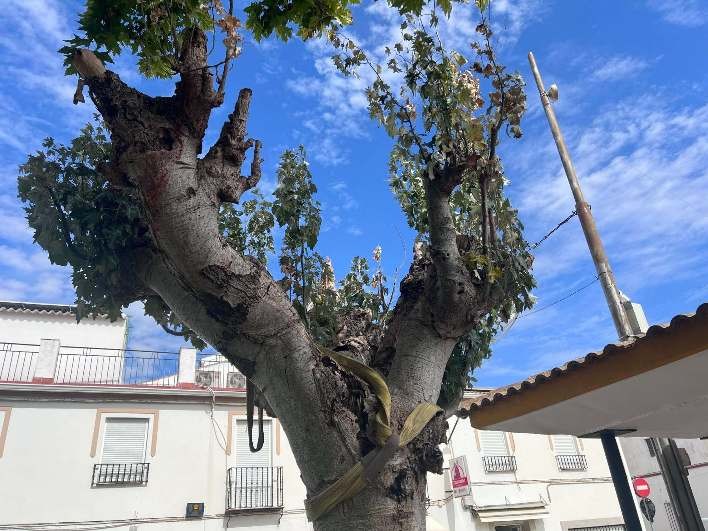 Álamo con antiguos desmoches en Parque de la Estación Almargen