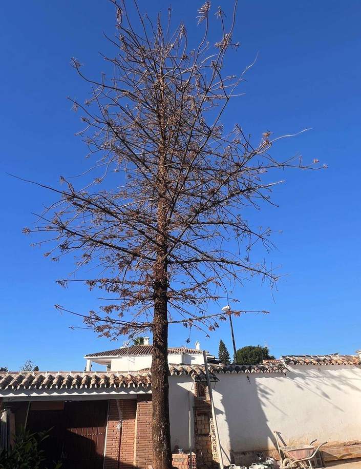 Araucaria muerta en Marbella, con copa desecada, ausencia de follaje verde y proximidad a viviendas.