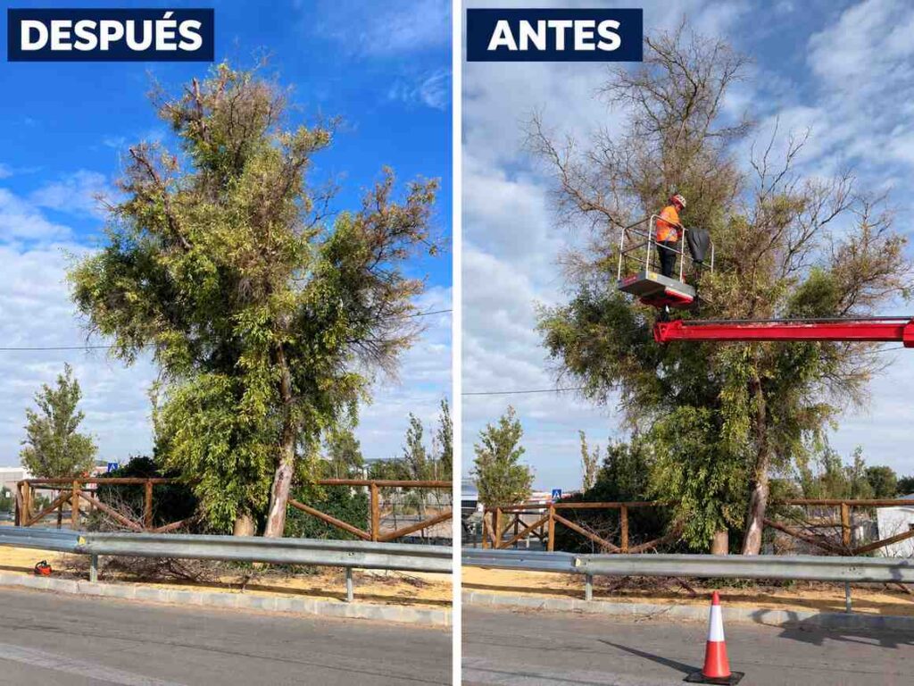 reduccion cimales eucalipto en cruce