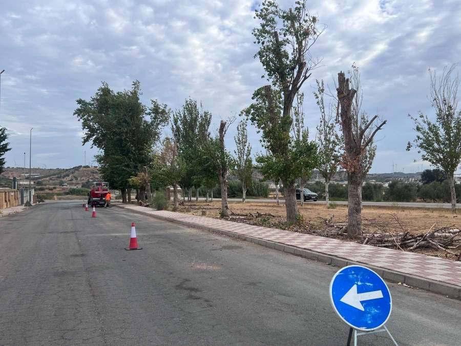 Conservación de arbolado y retirada de madera muerta en El Calvillo Almargen