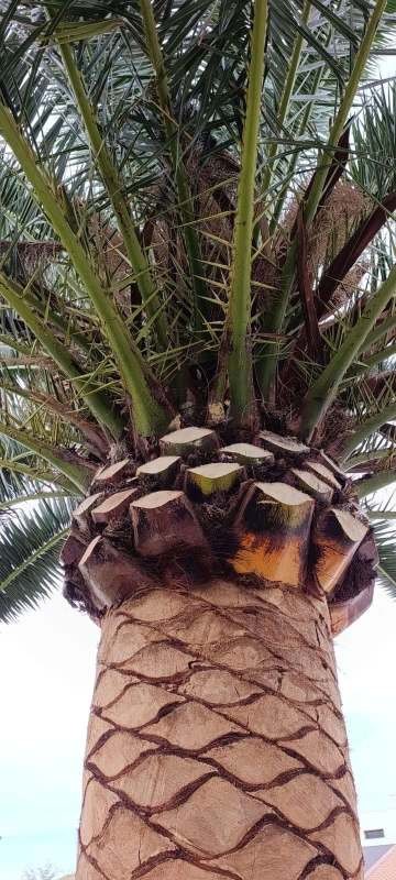 Picudo rojo en Phoenix canariensis en Almargen Málaga