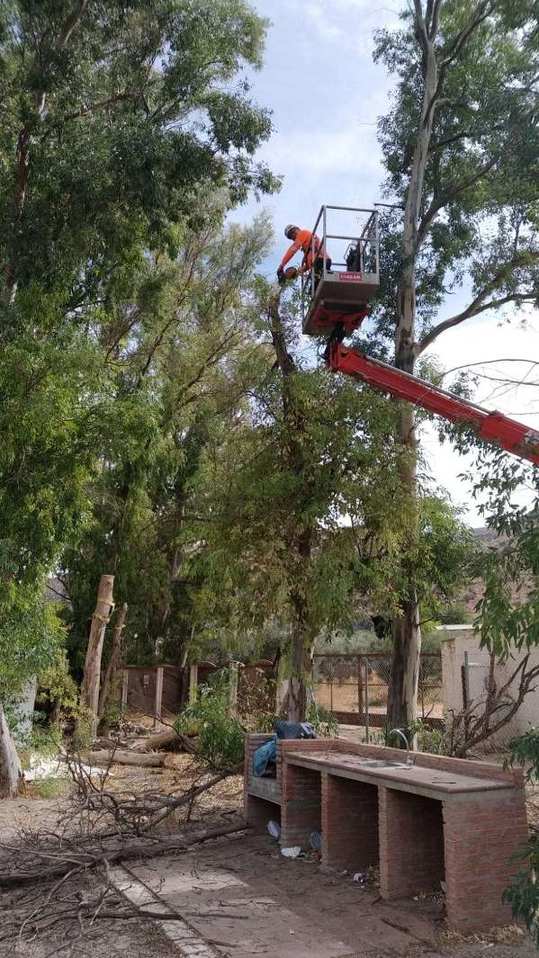 Poda en altura de eucaliptos con plataforma elevadora en Almargen