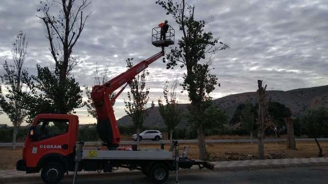 Trabajos de arboricultura y poda técnica en Almargen Málaga